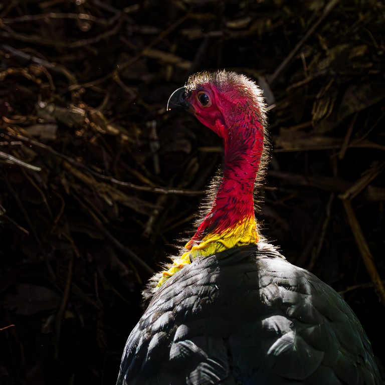 Judy Sara - Bush Turkey