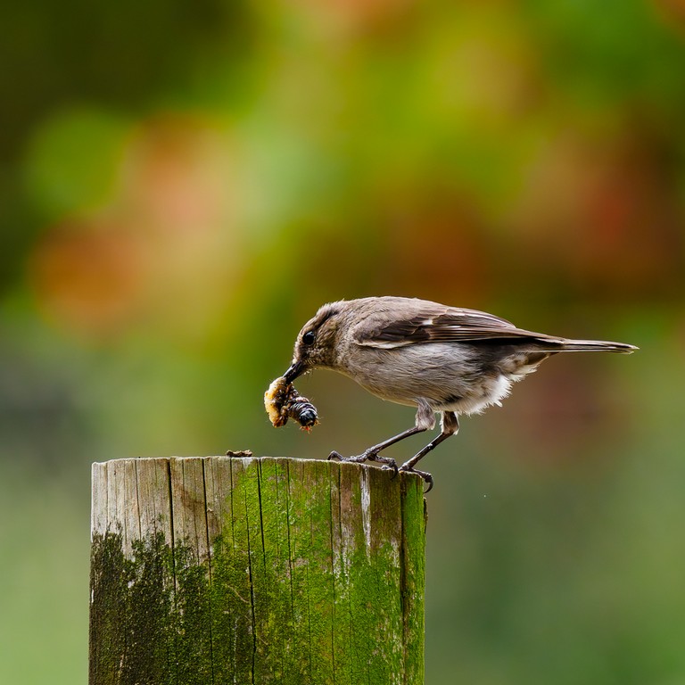 Judy Sara - Dusky Robin Eating