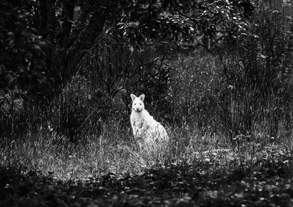 Judy Sara - White Morph