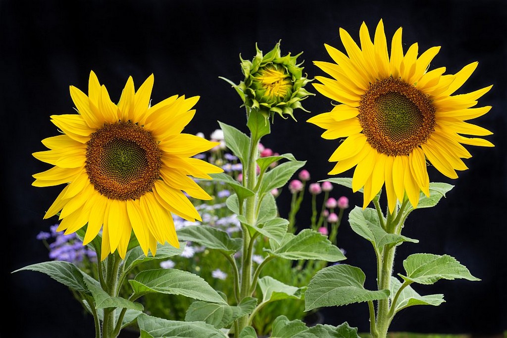 Michael Selge - Emerging Sunflower