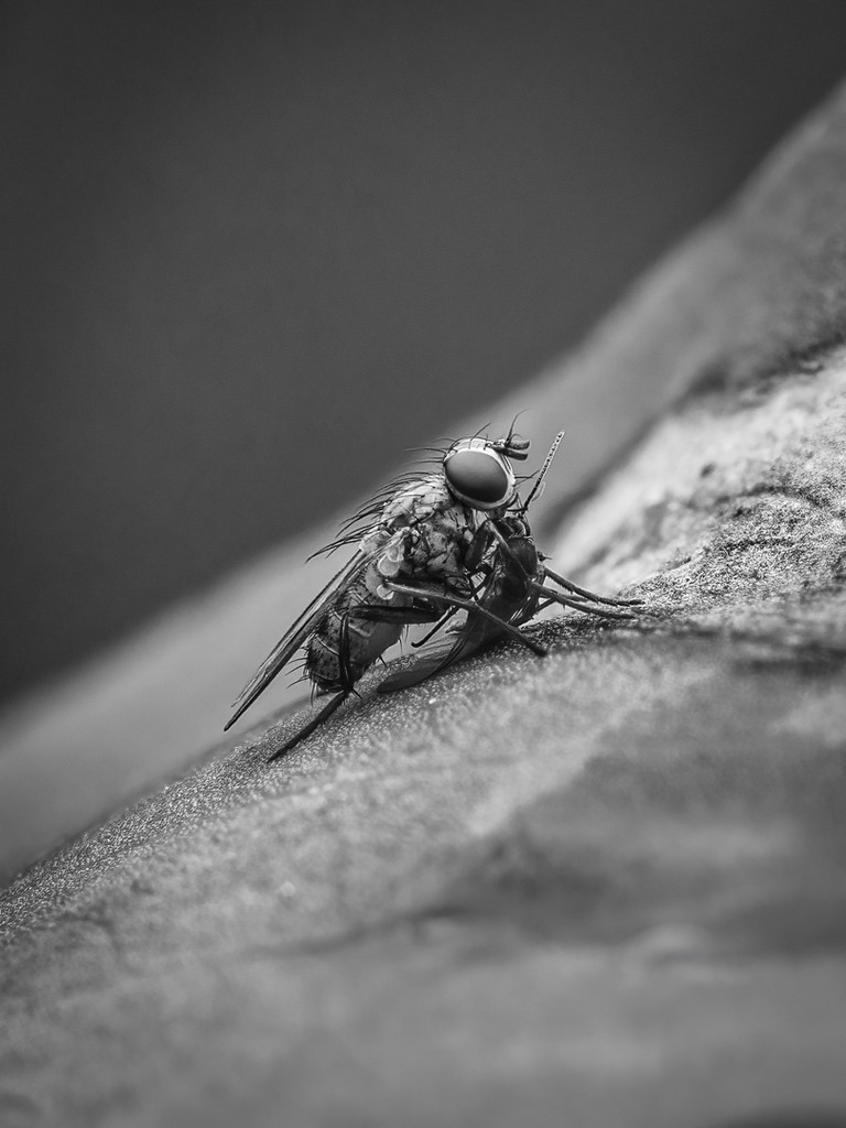 Judy Sara - Fly with Prey