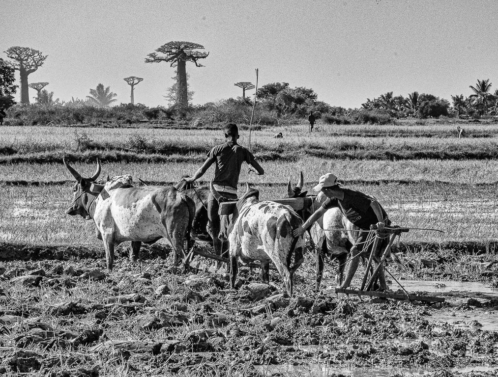 Di Gage - Tilling the Field