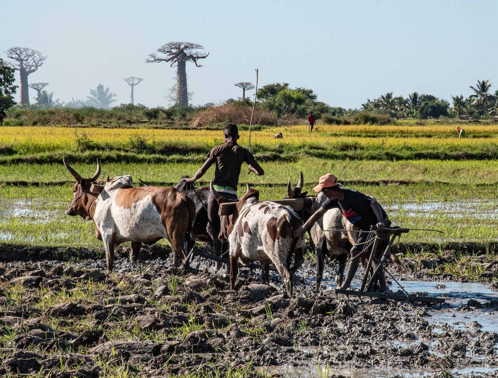 Di Gage - All In a Day's Work