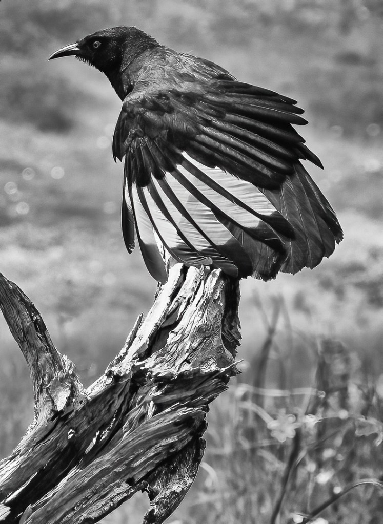 Di Gage - Drying My Wings