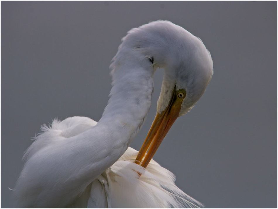 Heather Connolly -Great Egret