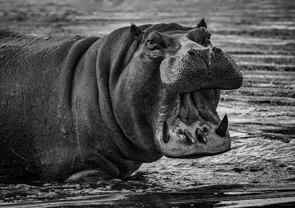 Judy Sara - Hippopotamus