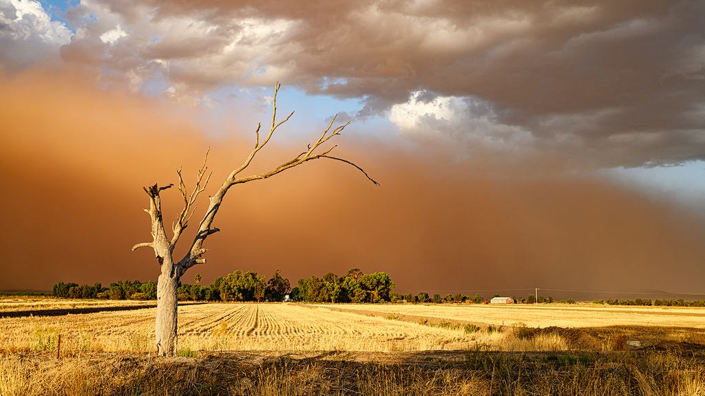 Penny Williams - Dust Storm