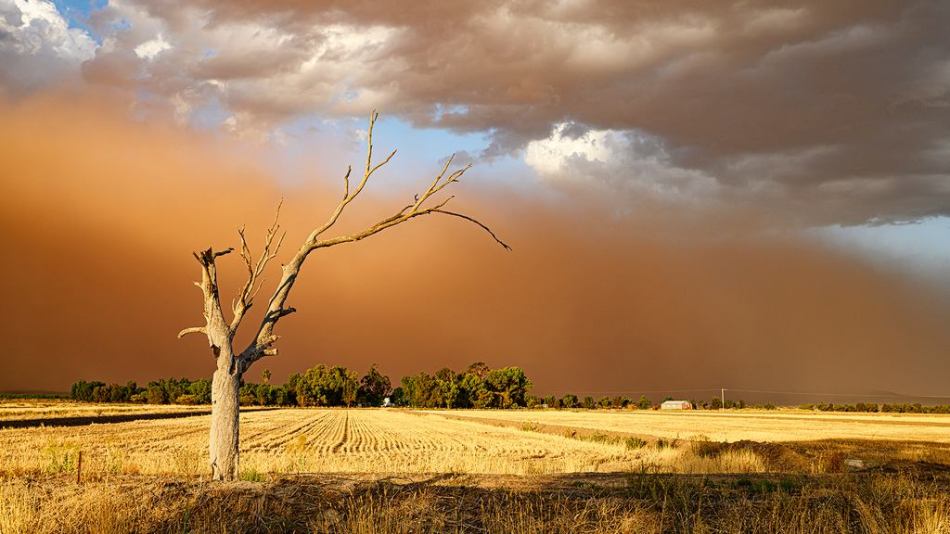 Penny Williams - Dust Storm