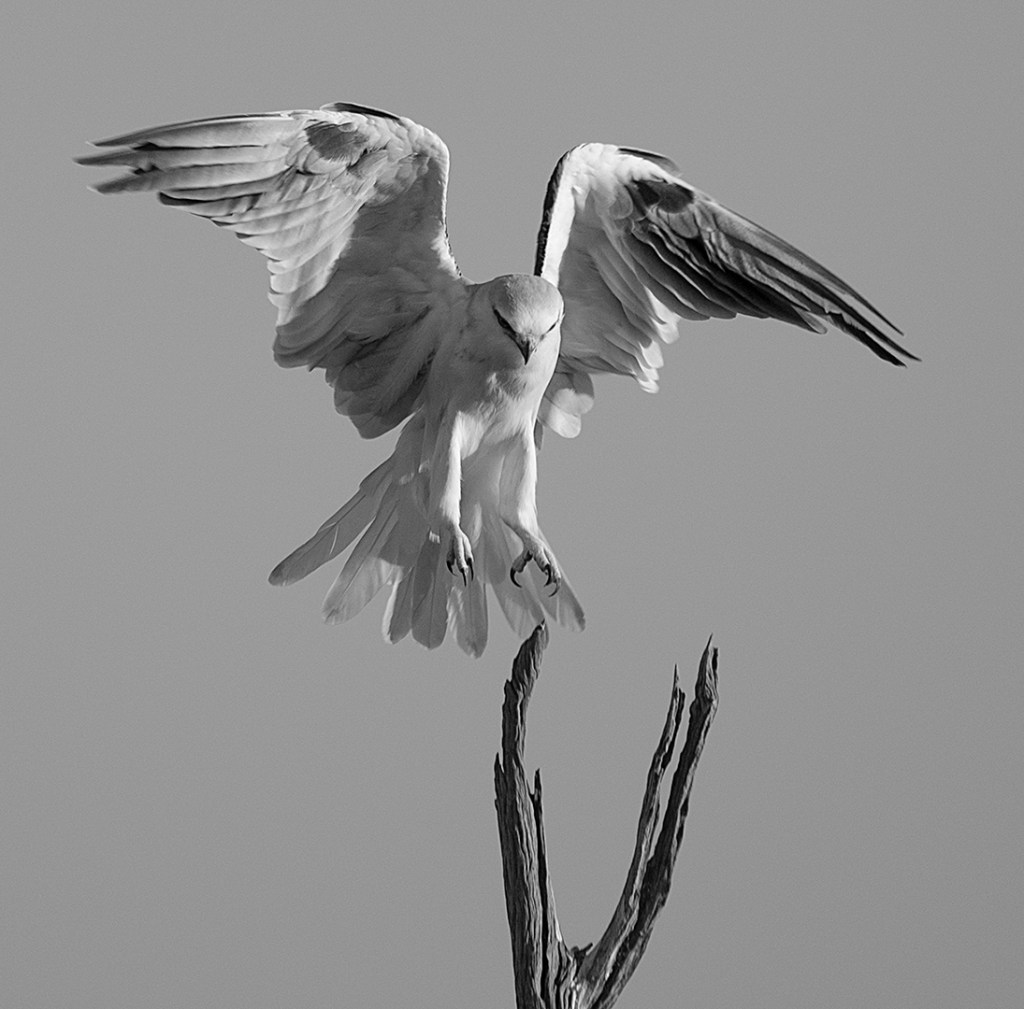 Phillip Williams - Touch Down