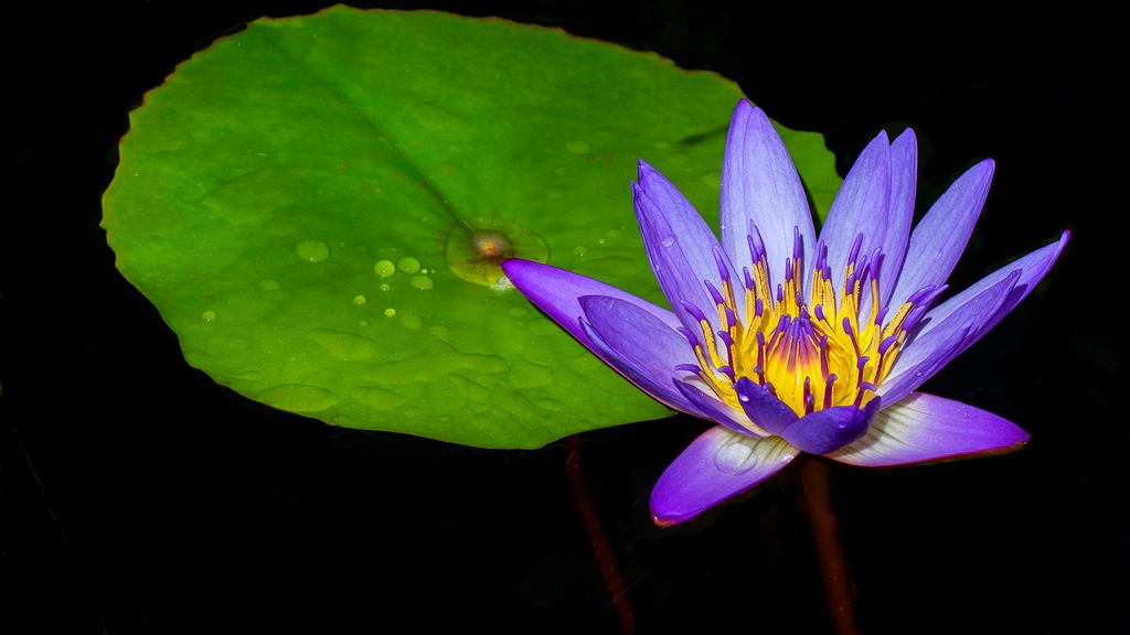 Phillip Williams - Water Lilly