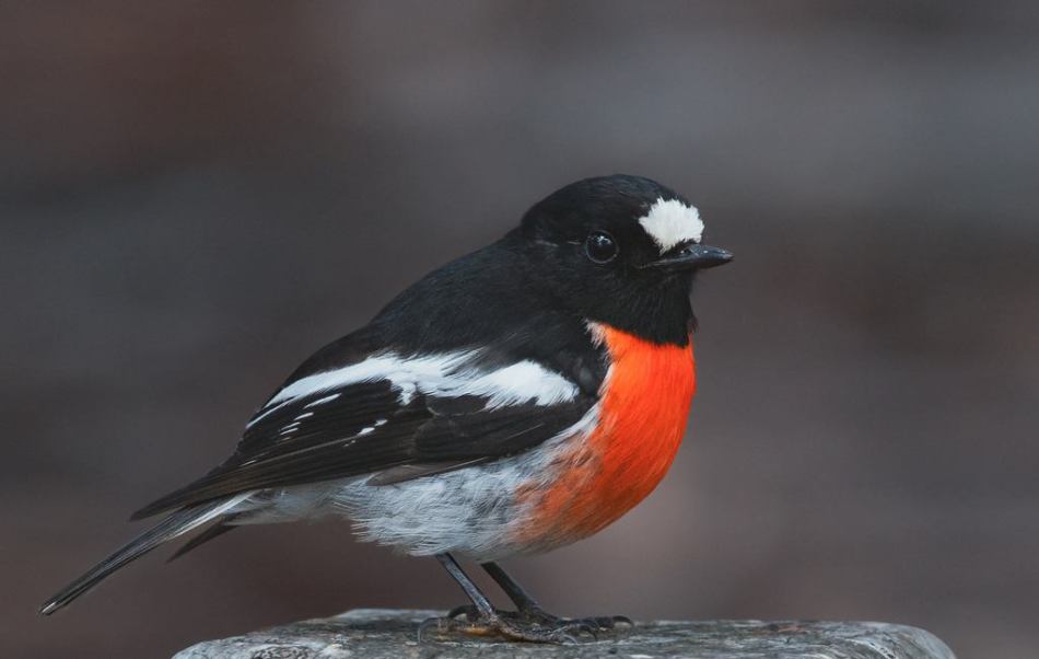 Sam Savage - Fence Sitter