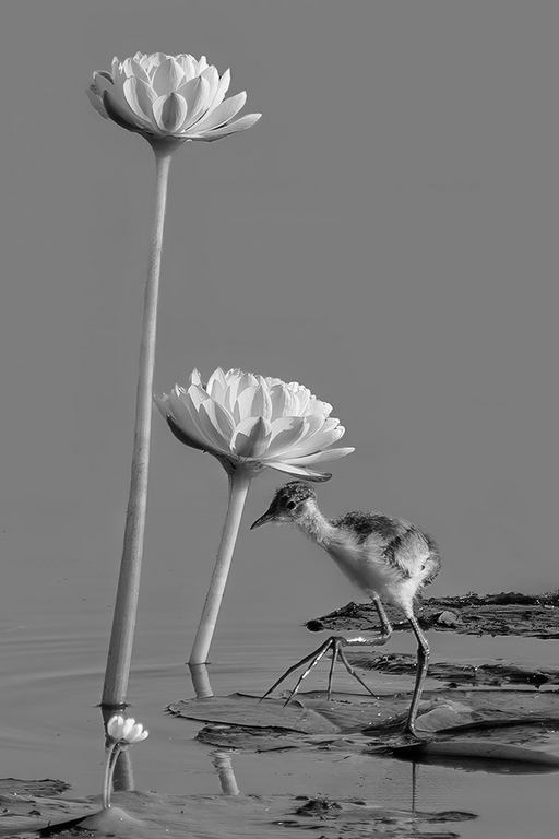 Kerry Malec - Comb-crested Jacana Hatchling