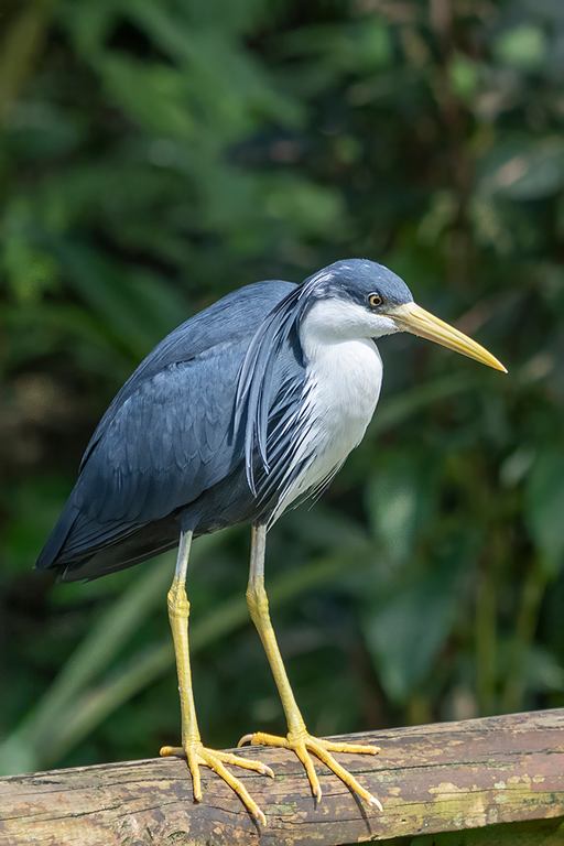 Kerry Malec - Pied Heron