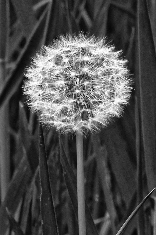 Mark Pedlar- Composite