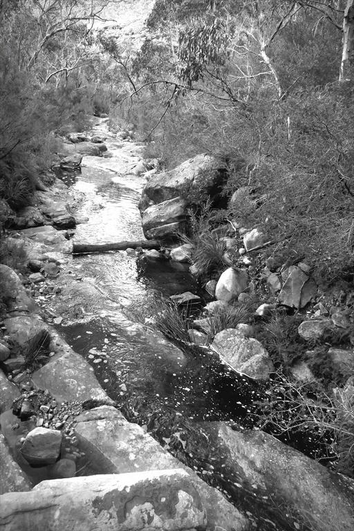 Mark Pedlar - Forest Dawn