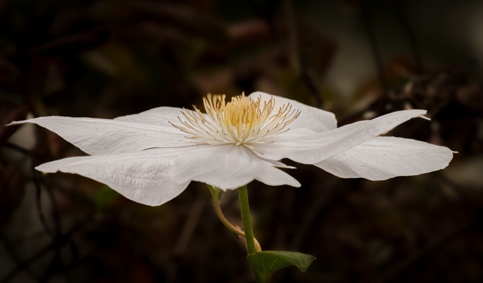 Susan Bell - Clematis