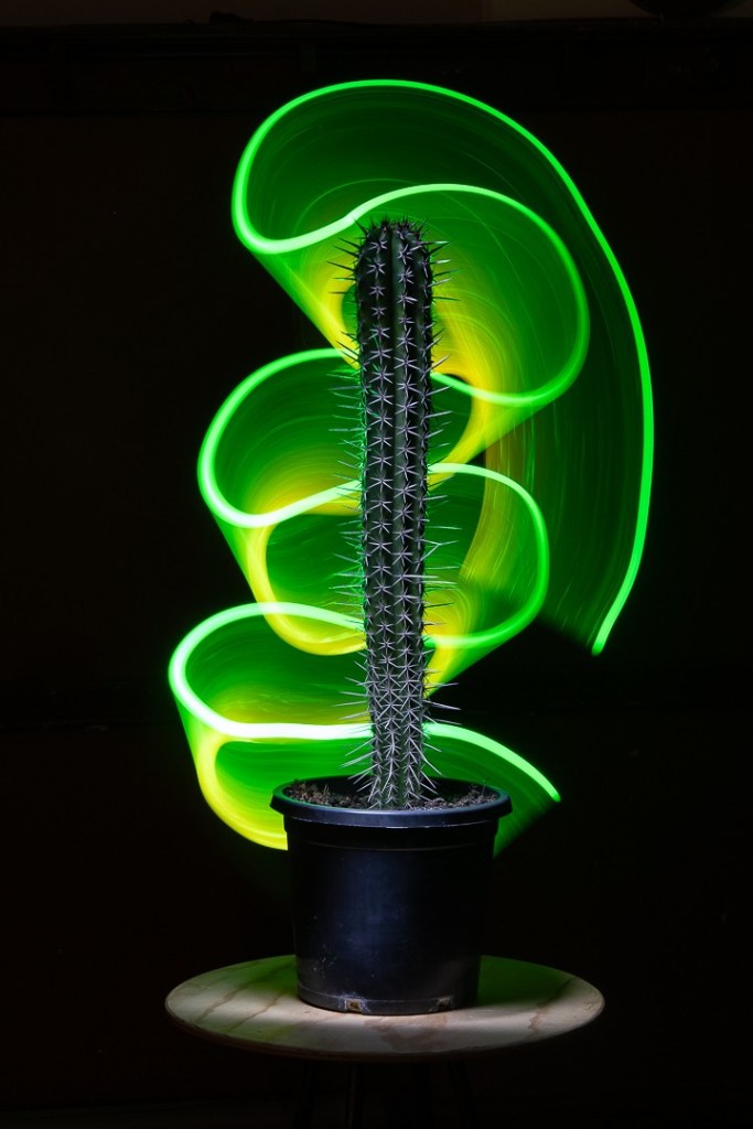 Gordon Lindqvist - Illuminated Cactus