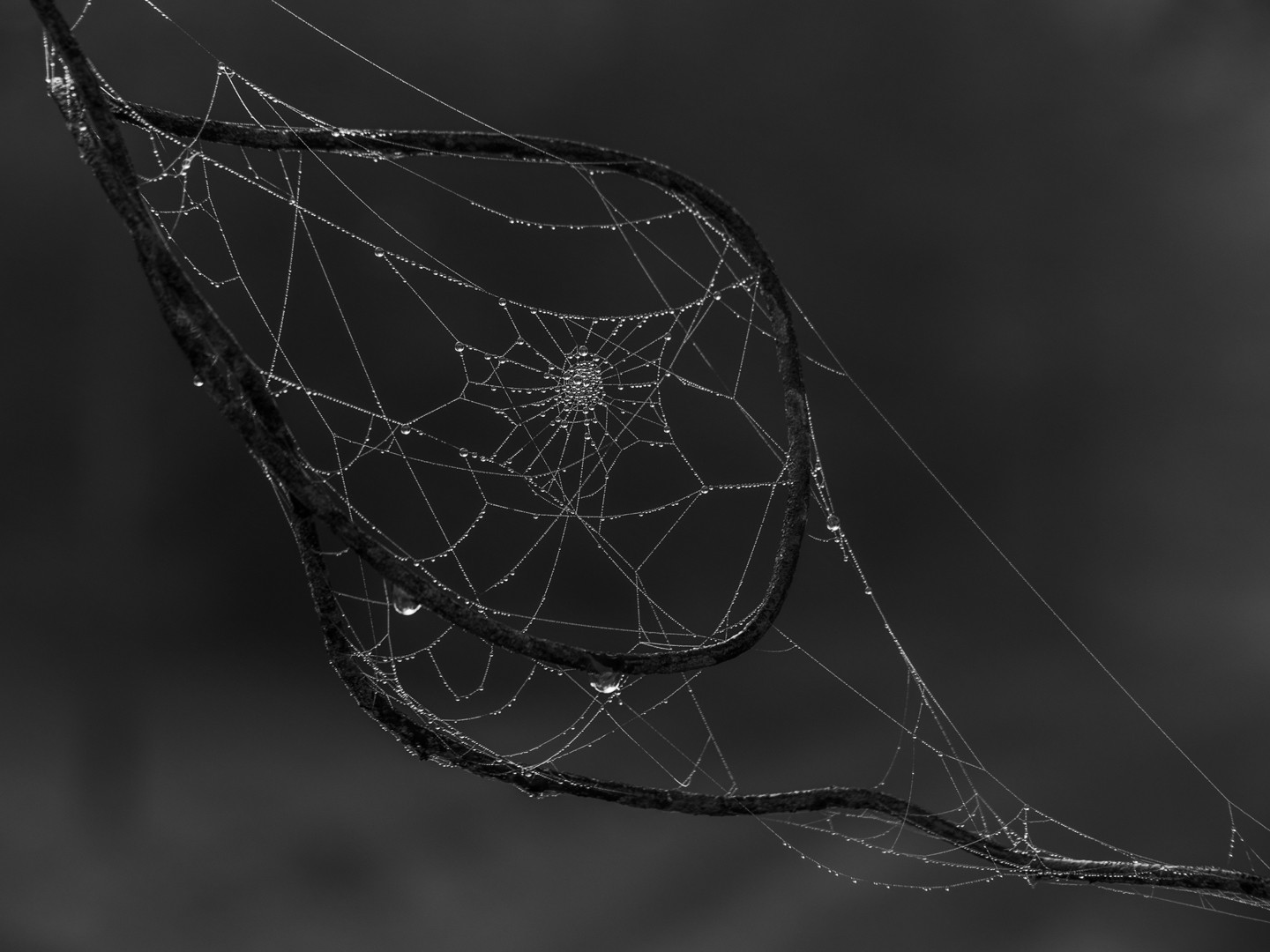 Meredith Retallack - Profusion of Pearls