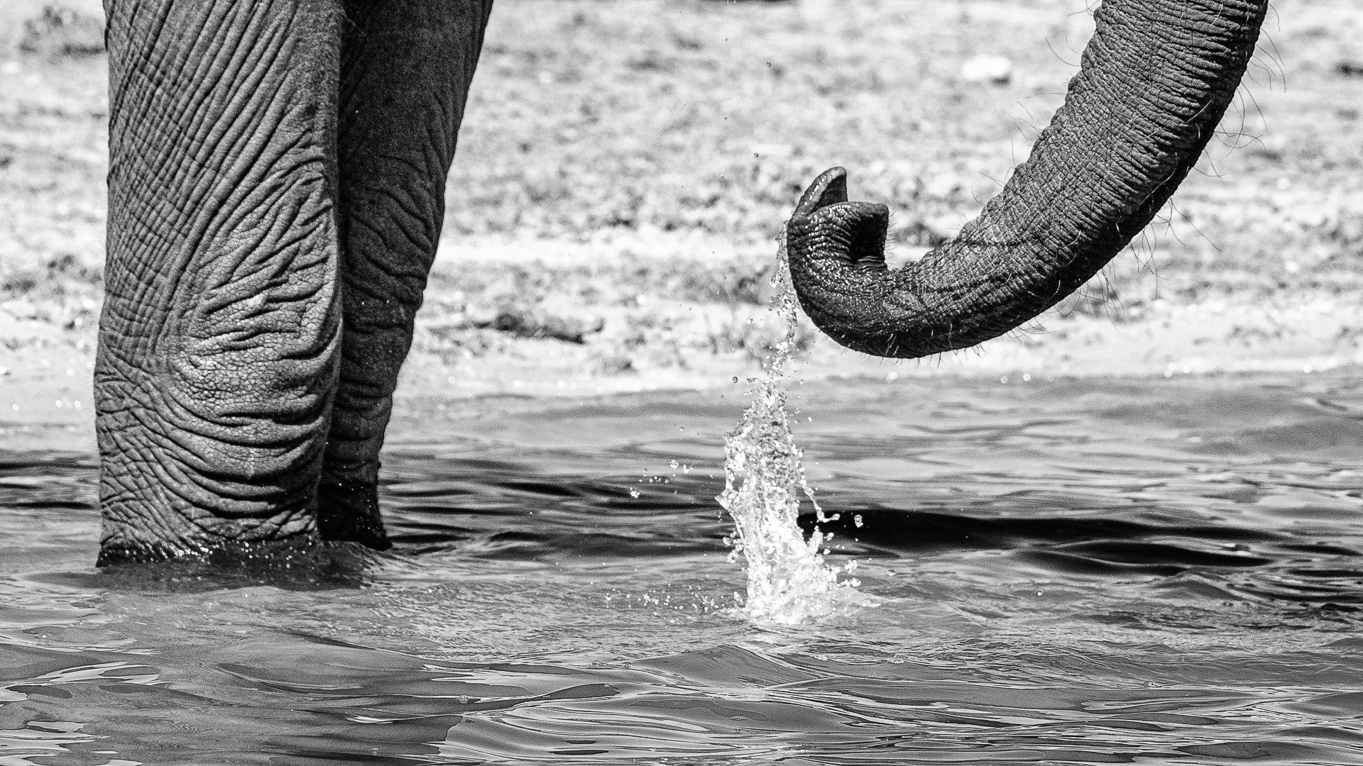 Judy Sara - Drinking