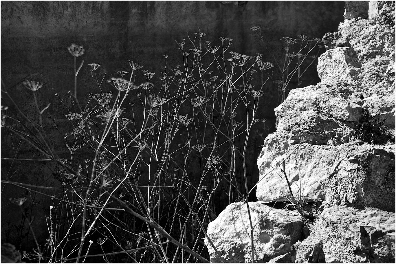 Heather Connolly - Inneston Weeds