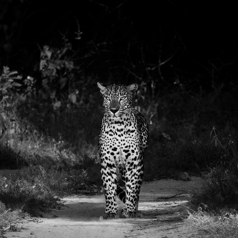 Judy Sara - Coming Down the Path