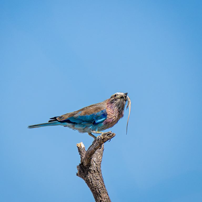 Judy Sara - Lilac-Breasted Roller with Lizard