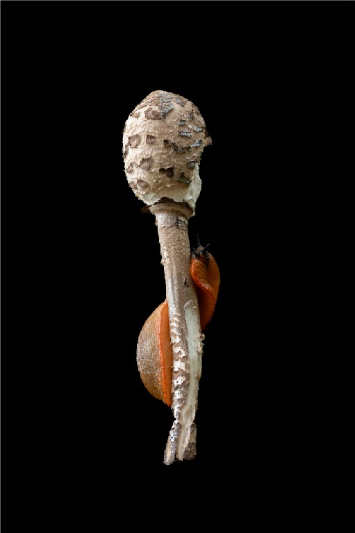 Meredith Retallack - Gastro Slug