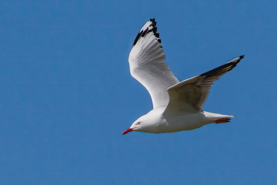 Gordon Lindqvist - Gull in Flight