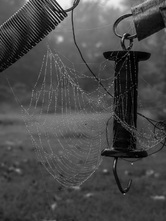 Meredith Retallack - Adorned with Dew Drops