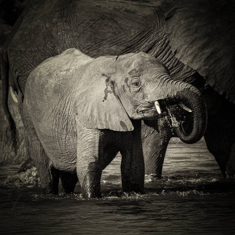 Judy Sara - Baby Elephant Drinking