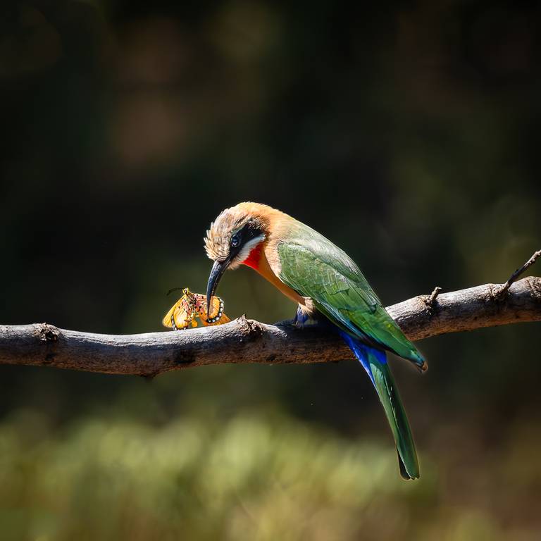 Judy Sara - Bee Eater Eating
