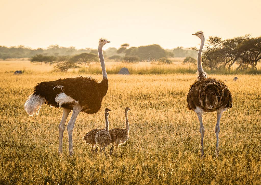 Judy Sara - Ostrich Family