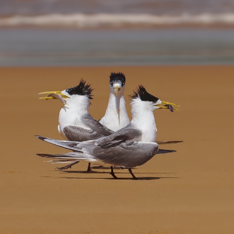 Sam Savage - One Missed Out