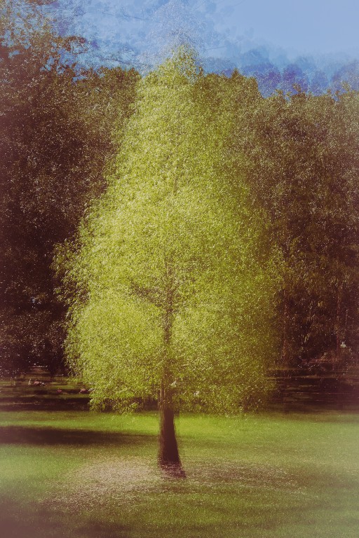 Sarah Bailey - Autumn Luminance