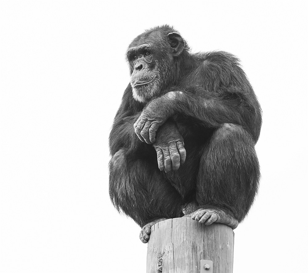 Michael Selge - Perched