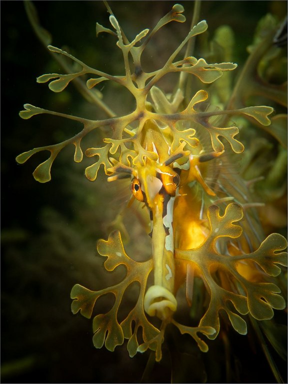 Angela Cogman - Leafy Seadragon