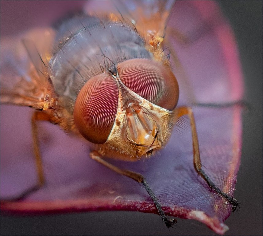 Meredith Retallack - Louis the Fly