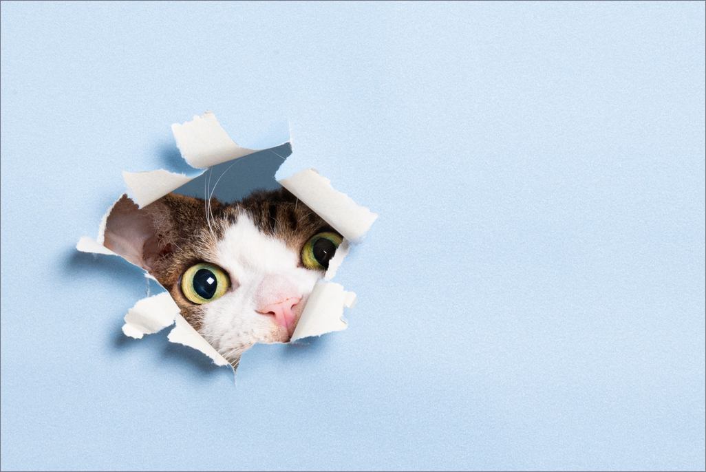 Sarah Bailey - Midas