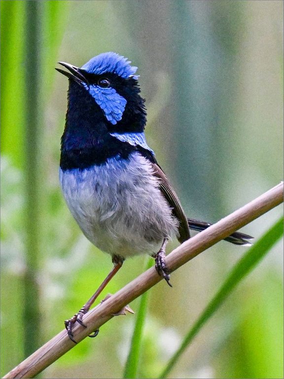 Michael Holmes - Singing Wren