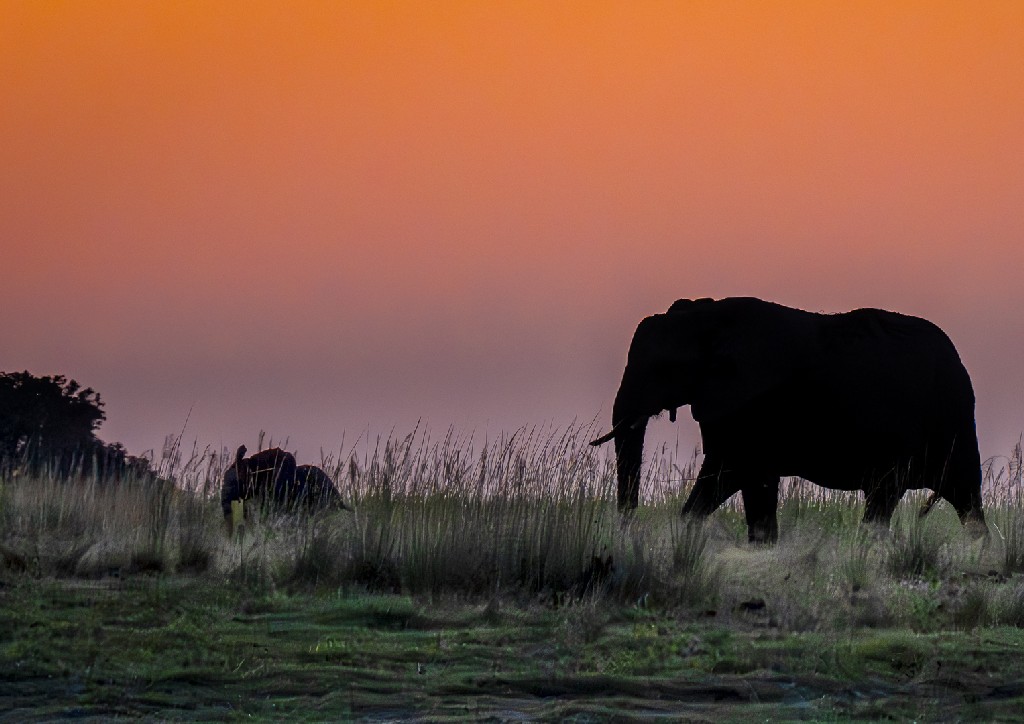 Judy Sara - Elephants on the Move