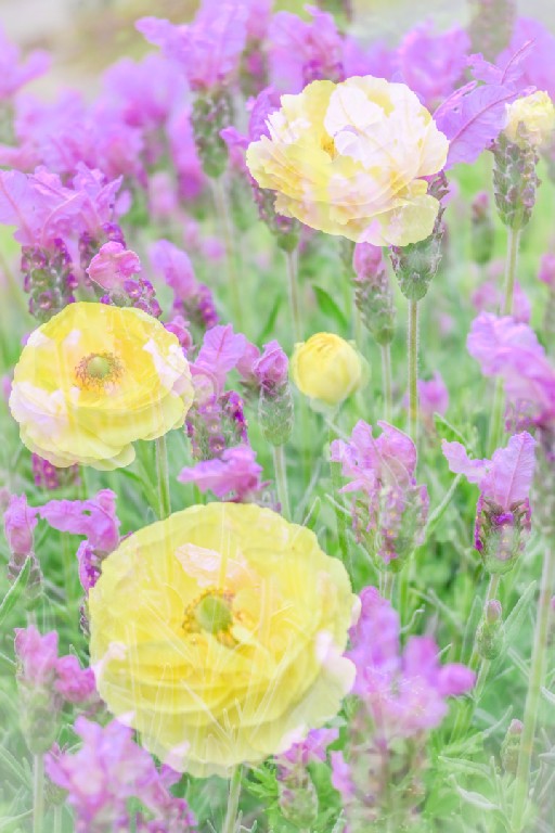 Sarah Bailey - A Stroll in the Garden