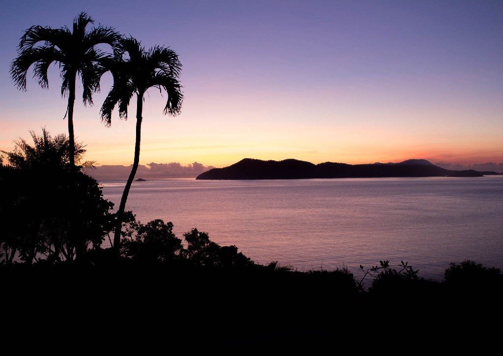 Duart Mclean - Palm Morning