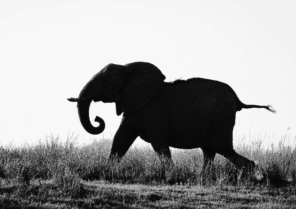 Judy Sara - Elephant on the Run