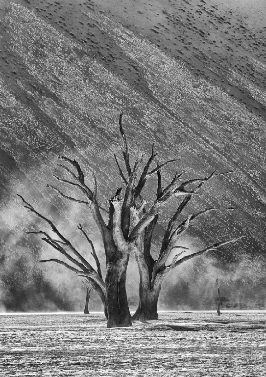 Judy Sara -Trees in a Storm