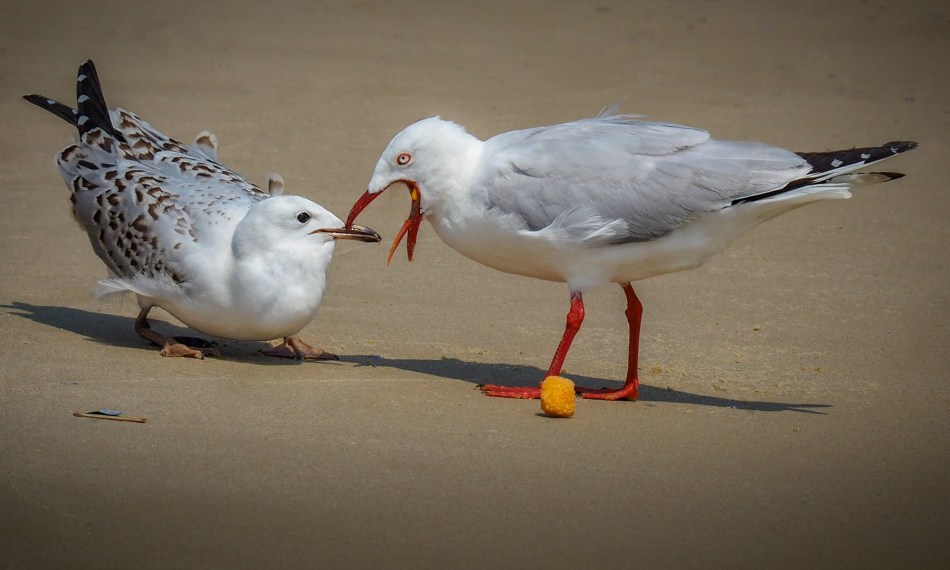 Meredith Retallack - Try Not To Drop This One