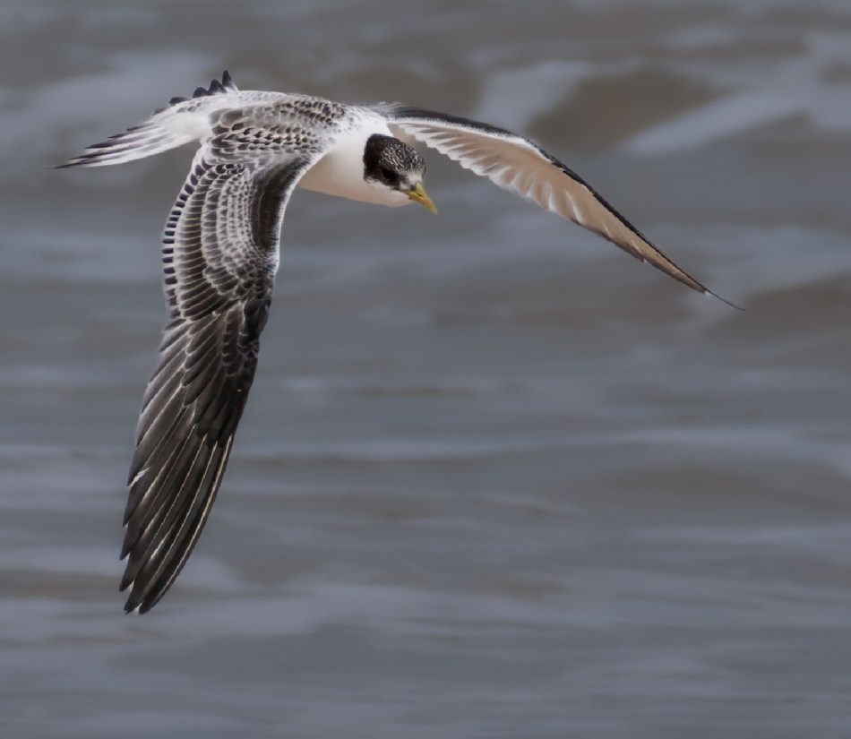 Sam Savage - Looking for Breakfast