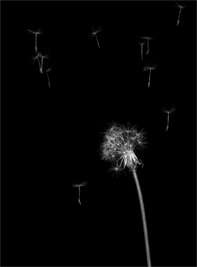 Meredith Retallack - Cast Aways