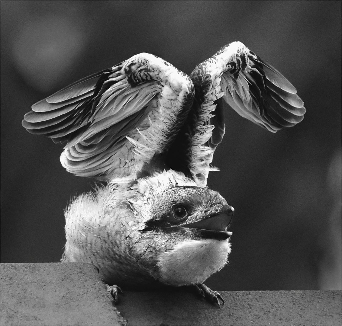 Helen Whitford - Just Fledged