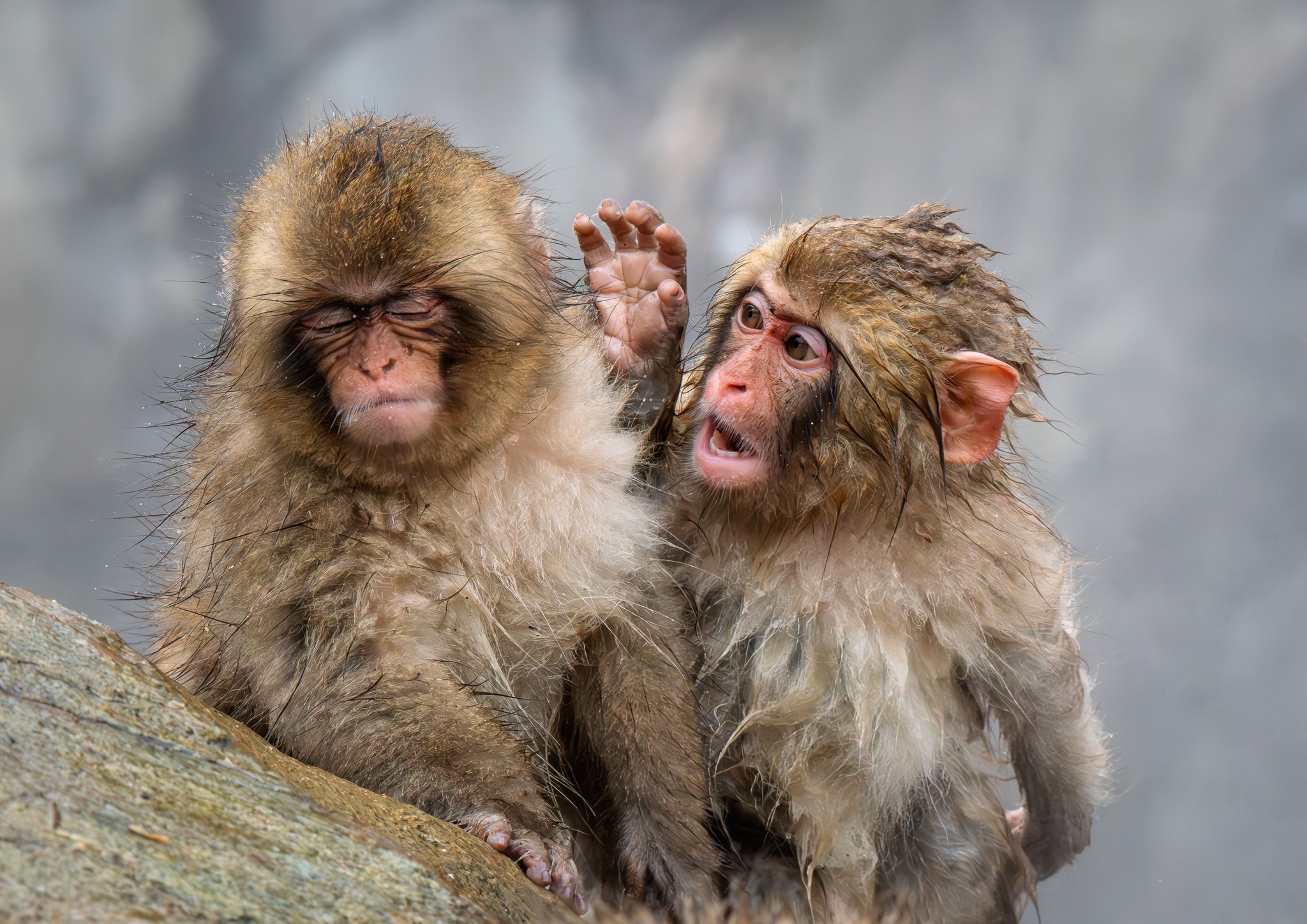 Judy Sara - What Did I Tell You!