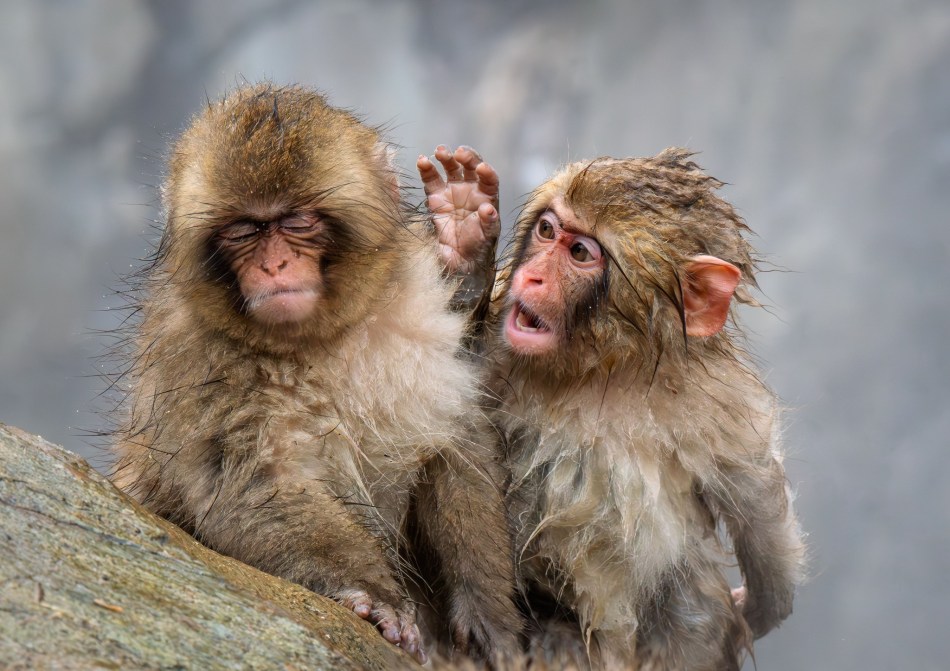 Judy Sara - What Did I Tell You!